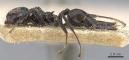 Crematogaster santschii Forel 1913 resmi