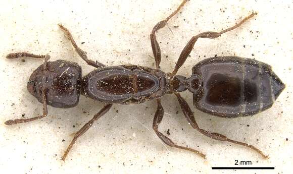 Слика од Crematogaster gallicola Forel 1894