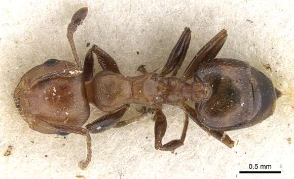 Image of Crematogaster retifera Santschi 1926