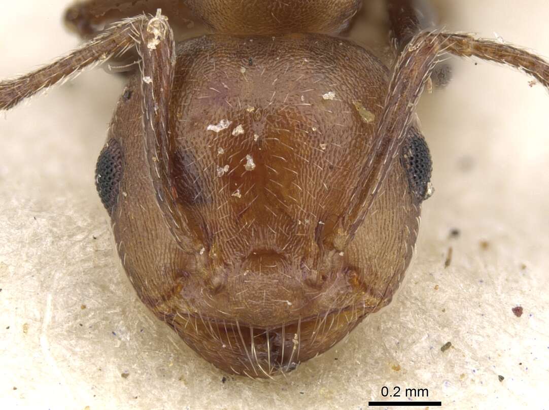 Image of Crematogaster retifera Santschi 1926