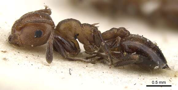 Image of Crematogaster retifera Santschi 1926