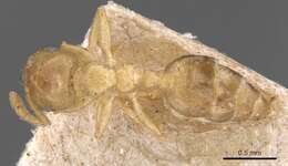 Image of Crematogaster captiosa Forel 1911