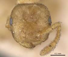 Crematogaster captiosa Forel 1911 resmi