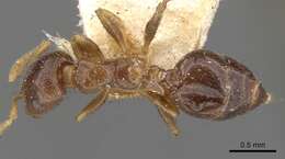 Image of Crematogaster captiosa Forel 1911