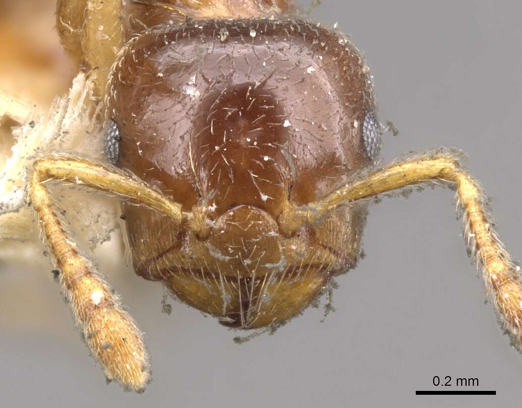 Image of Crematogaster captiosa Forel 1911