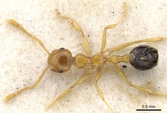 Image of Crematogaster aculeata Donisthorpe 1941