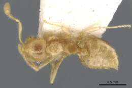 Image of Crematogaster myops Forel 1911