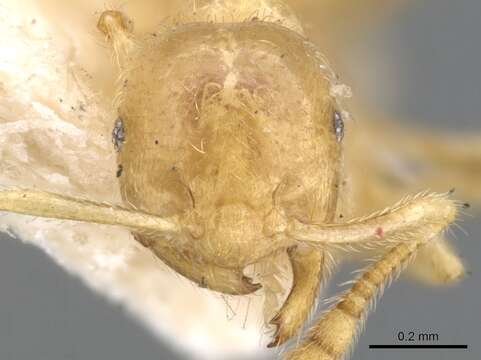 Image of Crematogaster myops Forel 1911