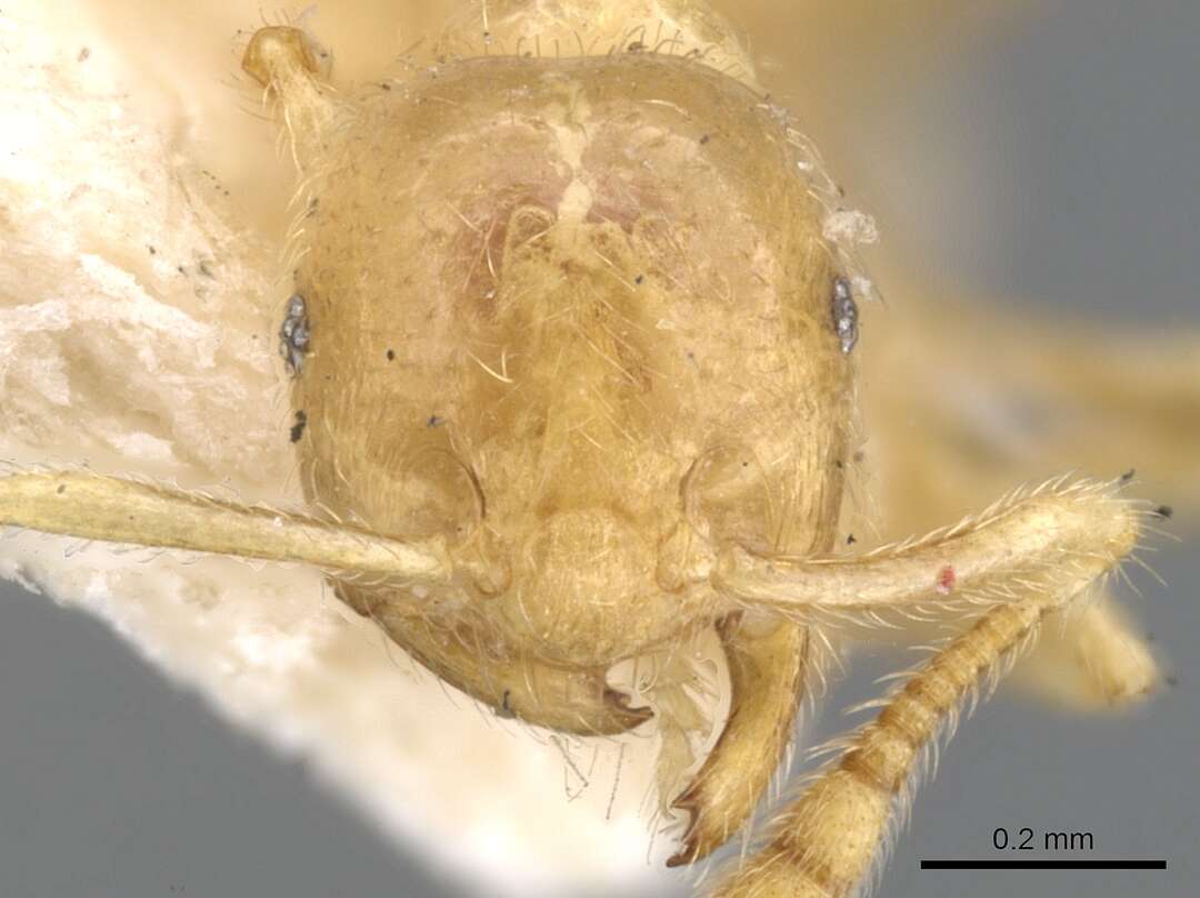 Image of Crematogaster myops Forel 1911