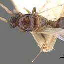 Image of Crematogaster brevimandibularis Donisthorpe 1943