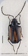 Plancia ëd <i>Luperodes nigricollis</i> Bryant 1959