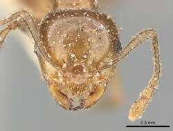 Image of Crematogaster ransonneti Mayr 1868