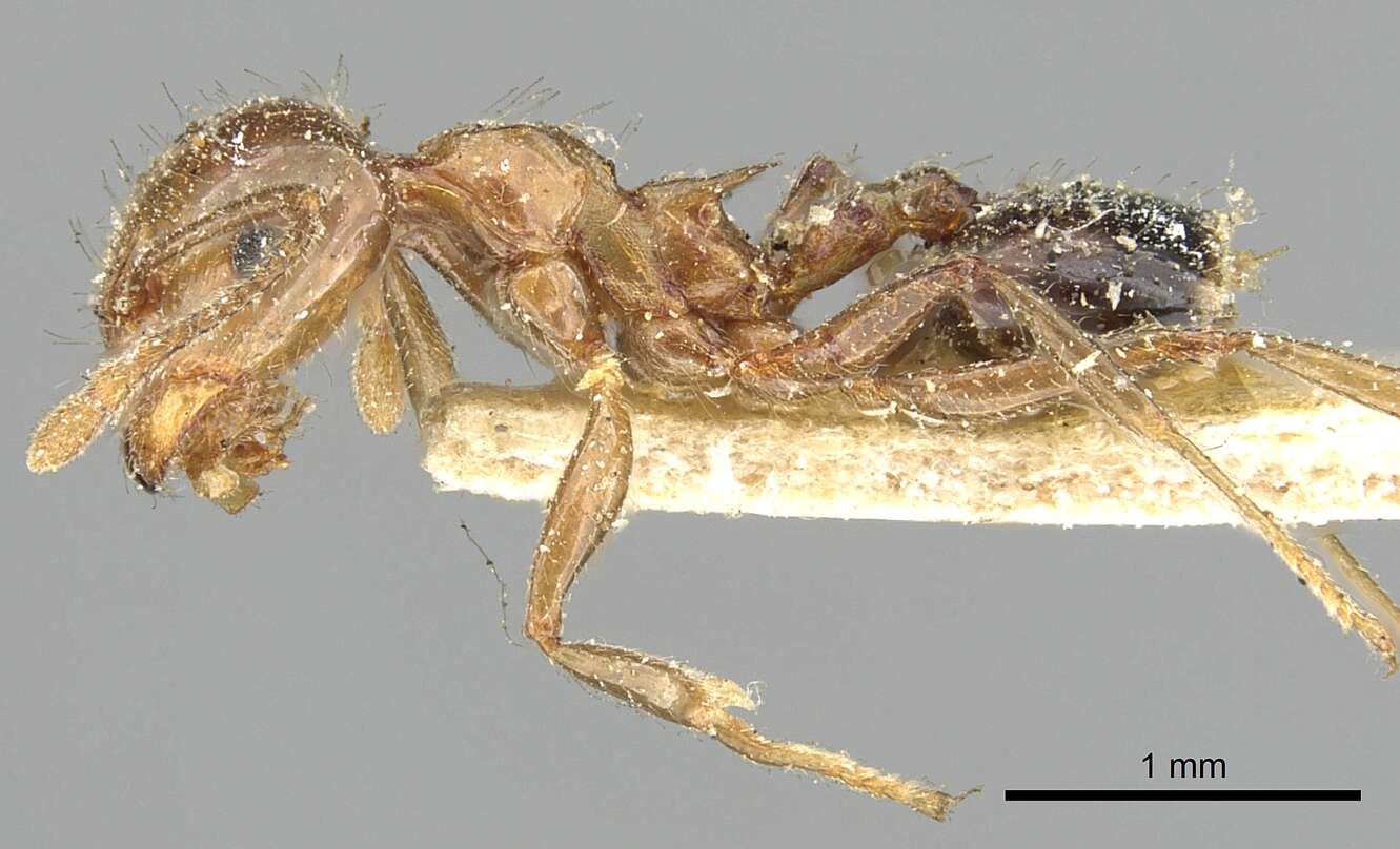 Image of Crematogaster ransonneti Mayr 1868