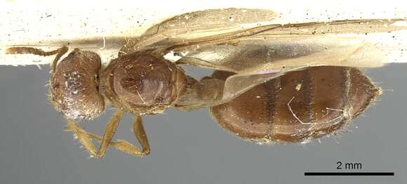 Image of Crematogaster pellens Walker 1859