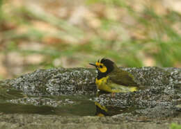 Image of Hooded Warbler