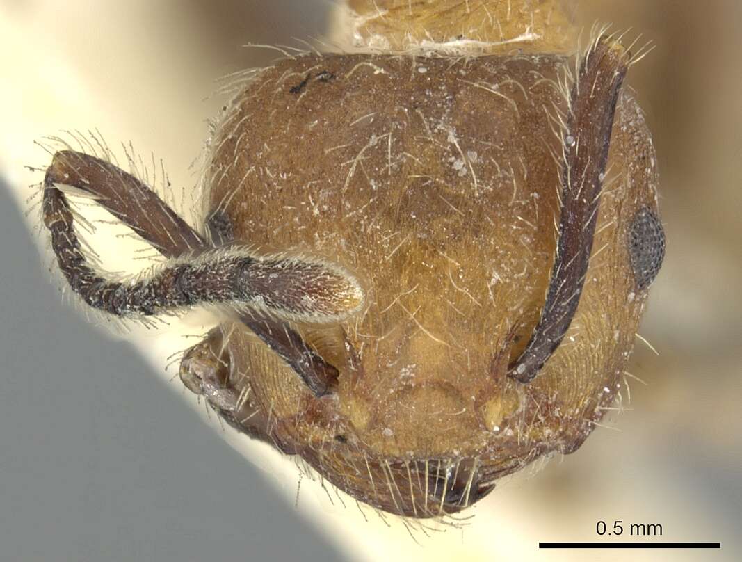 Image of Crematogaster cornuta Crawley 1924