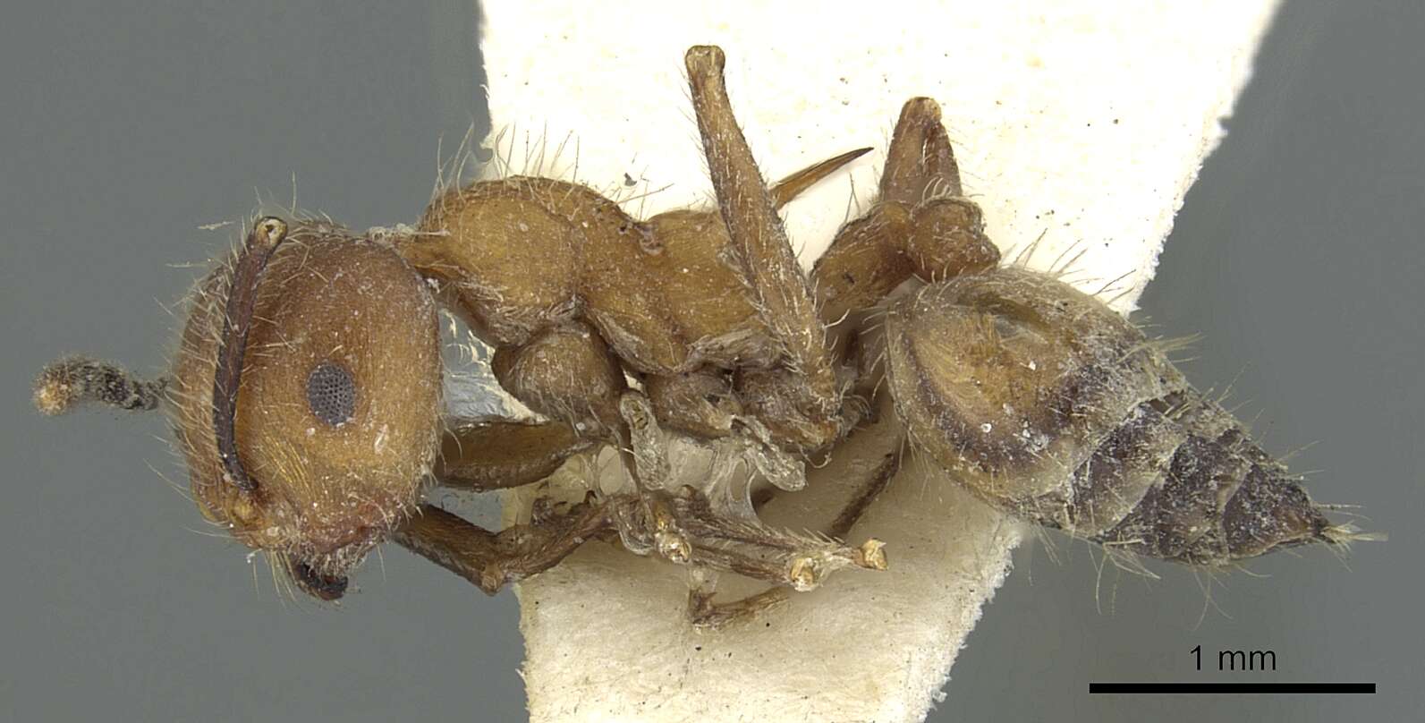 Image of Crematogaster cornuta Crawley 1924