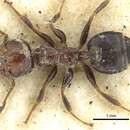 Слика од Crematogaster cornigera Forel 1902