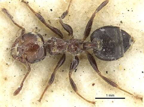 Image of Crematogaster cornigera Forel 1902