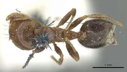 Image of Crematogaster australis Mayr 1876