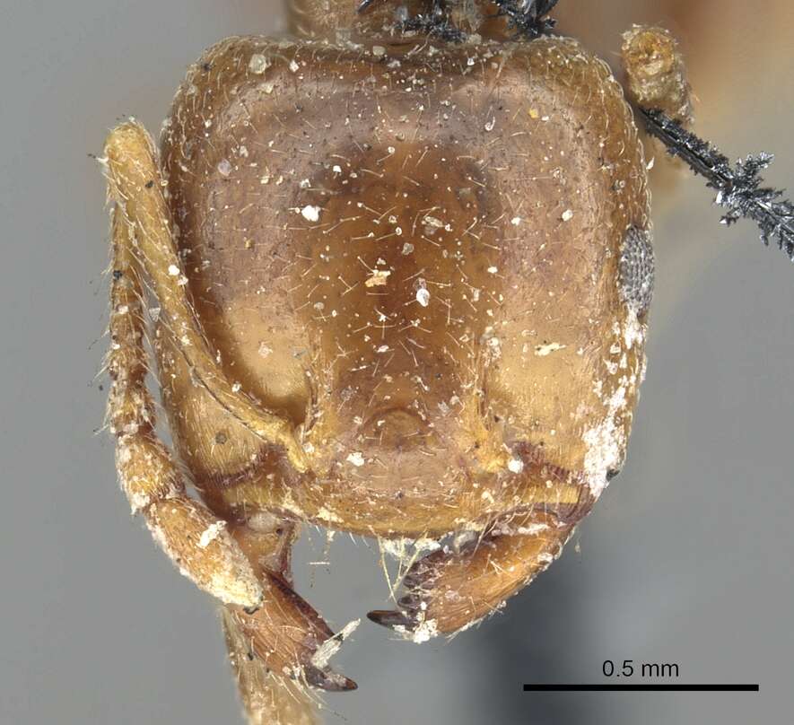 Image of Crematogaster australis Mayr 1876