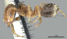 Image of Crematogaster australis Mayr 1876