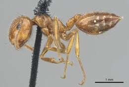 Image of Crematogaster subdentata Mayr 1877