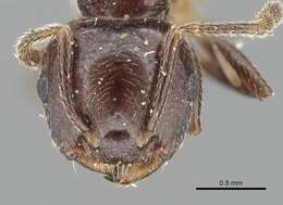 صورة Crematogaster rifelna Buren 1968