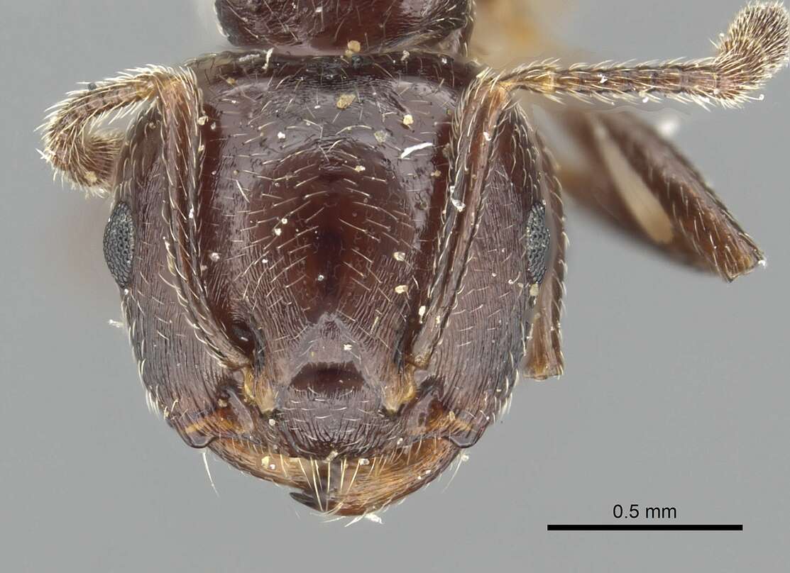 صورة Crematogaster rifelna Buren 1968