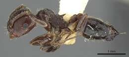 صورة Crematogaster rifelna Buren 1968