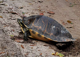 Image of Peninsula Cooter