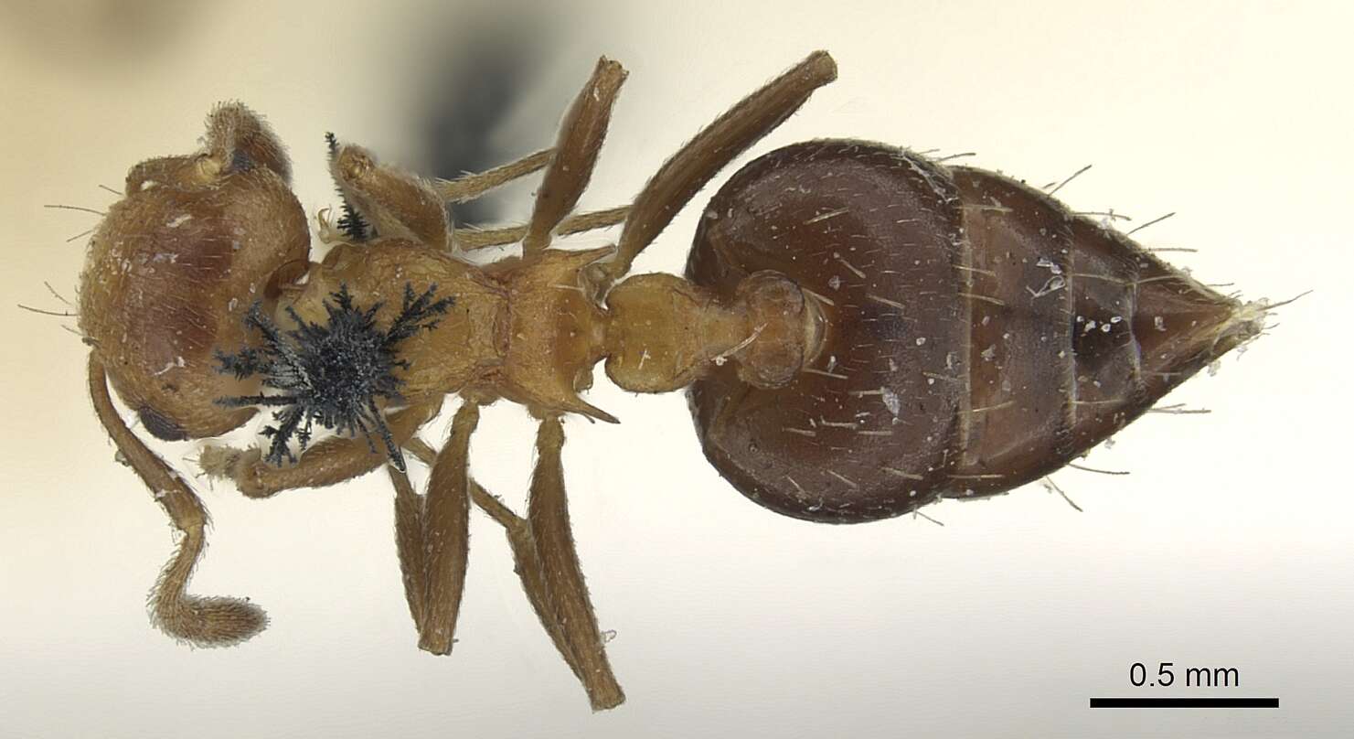 Image of Crematogaster corticicola Mayr 1887