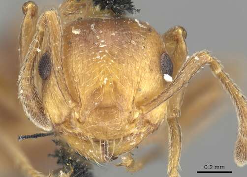 Image of Crematogaster corticicola Mayr 1887