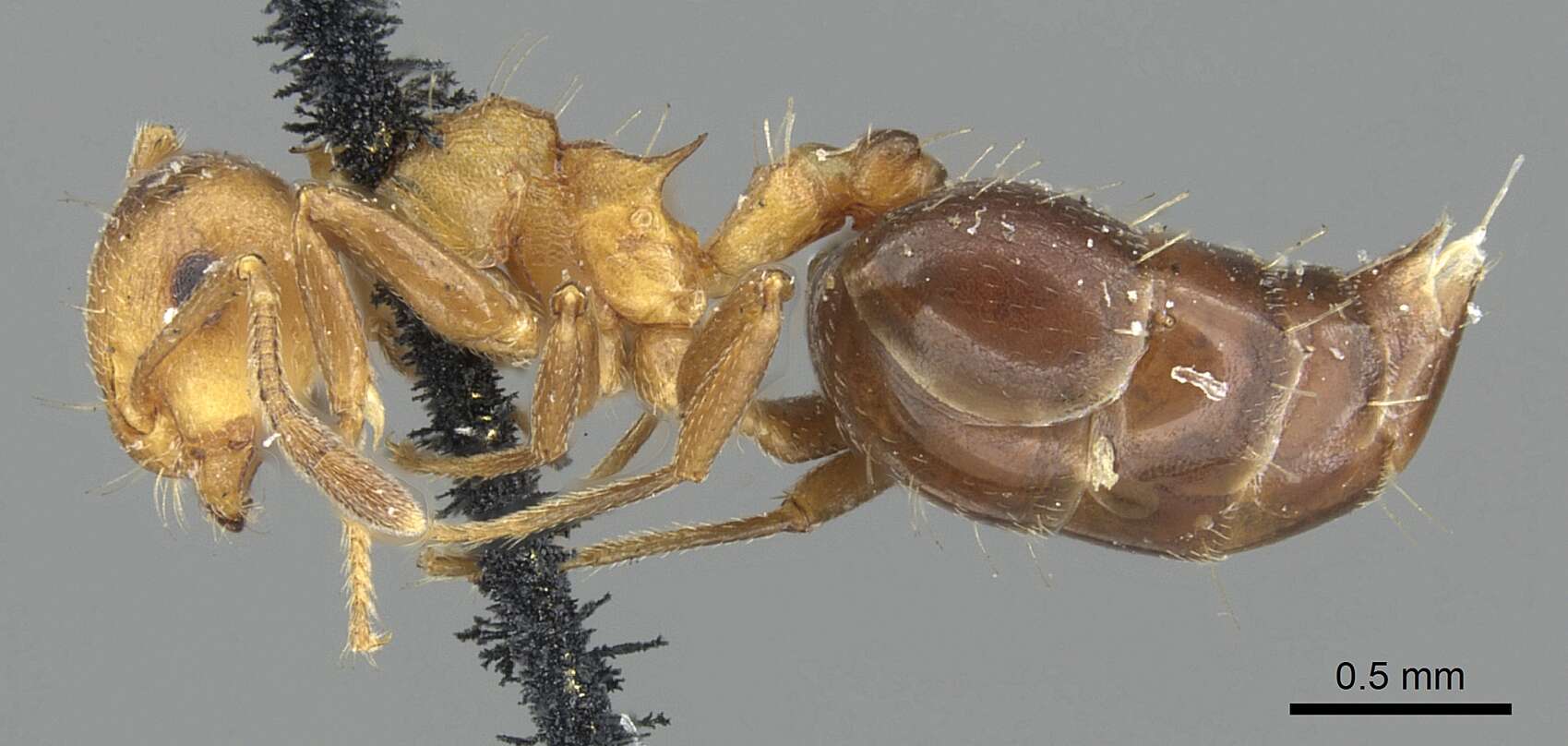 Image of Crematogaster corticicola Mayr 1887