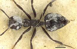 Image of Crematogaster montezumia Smith 1858