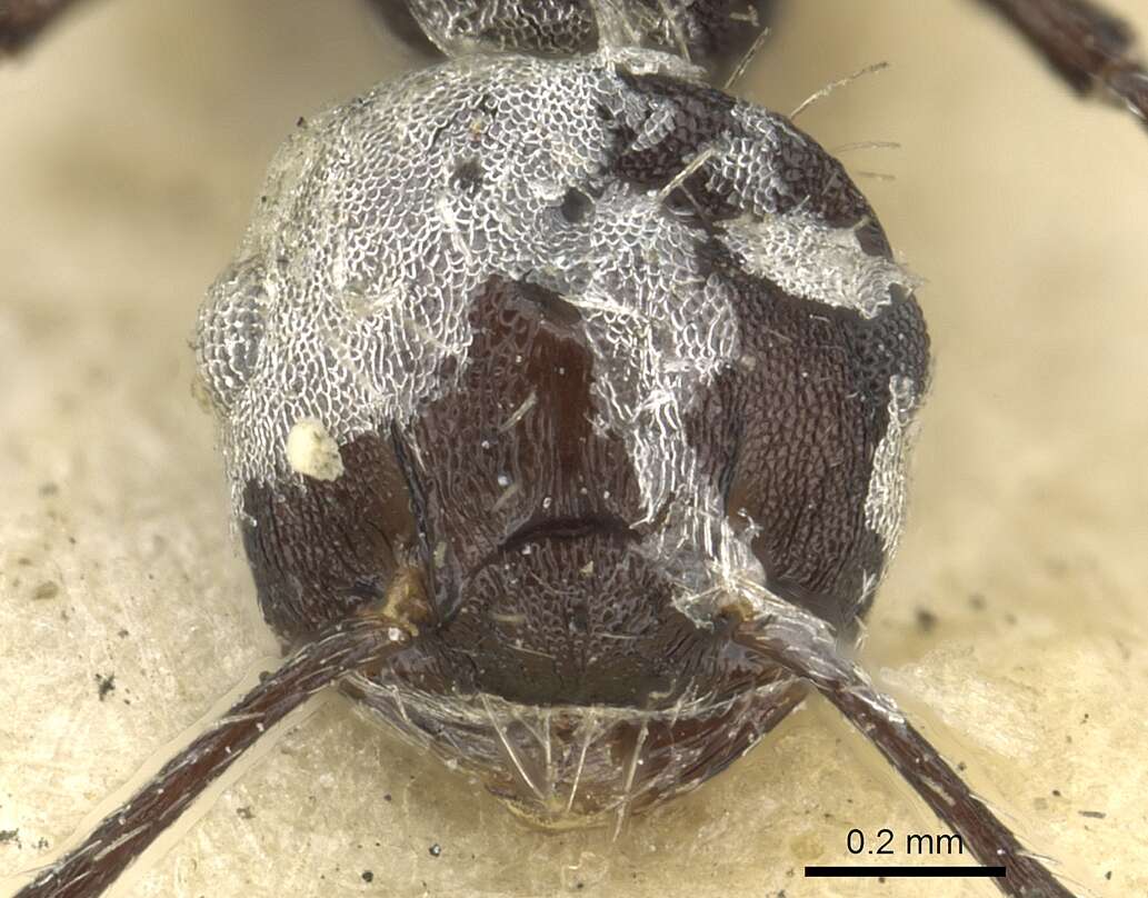 Image of Crematogaster montezumia Smith 1858