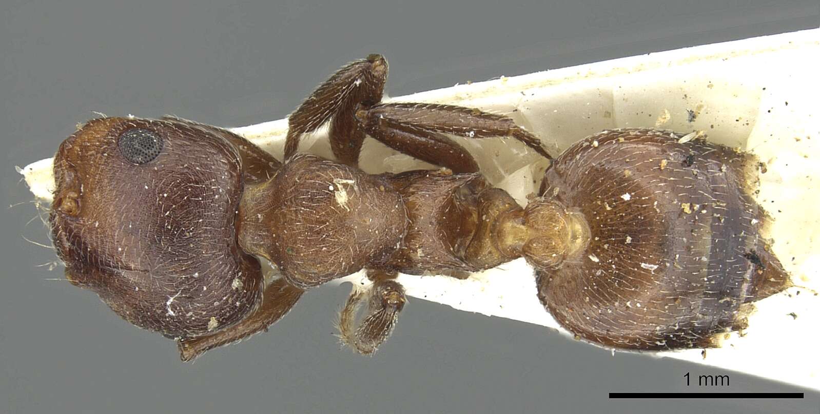 Image of Crematogaster saussurei Forel 1899