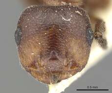 Image of Crematogaster saussurei Forel 1899