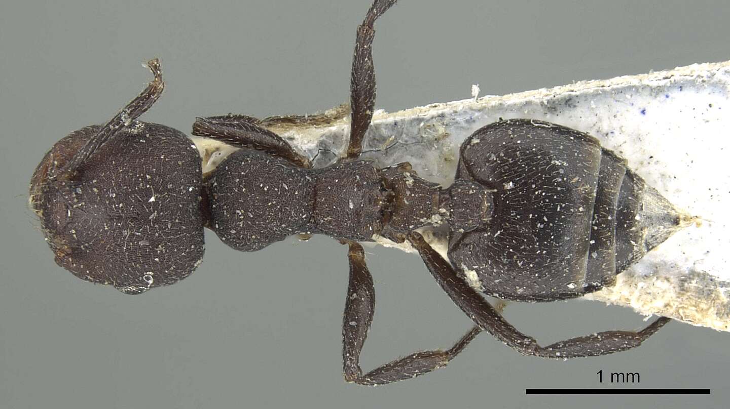 Image of Crematogaster opaca Mayr 1870