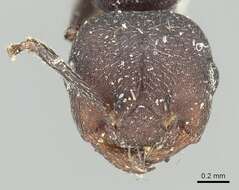 Image of Crematogaster opaca Mayr 1870