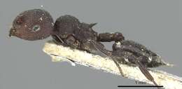 Image of Crematogaster opaca Mayr 1870