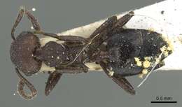 Image of Crematogaster formosa Mayr 1870