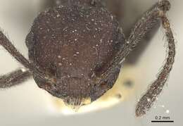 Image of Crematogaster formosa Mayr 1870