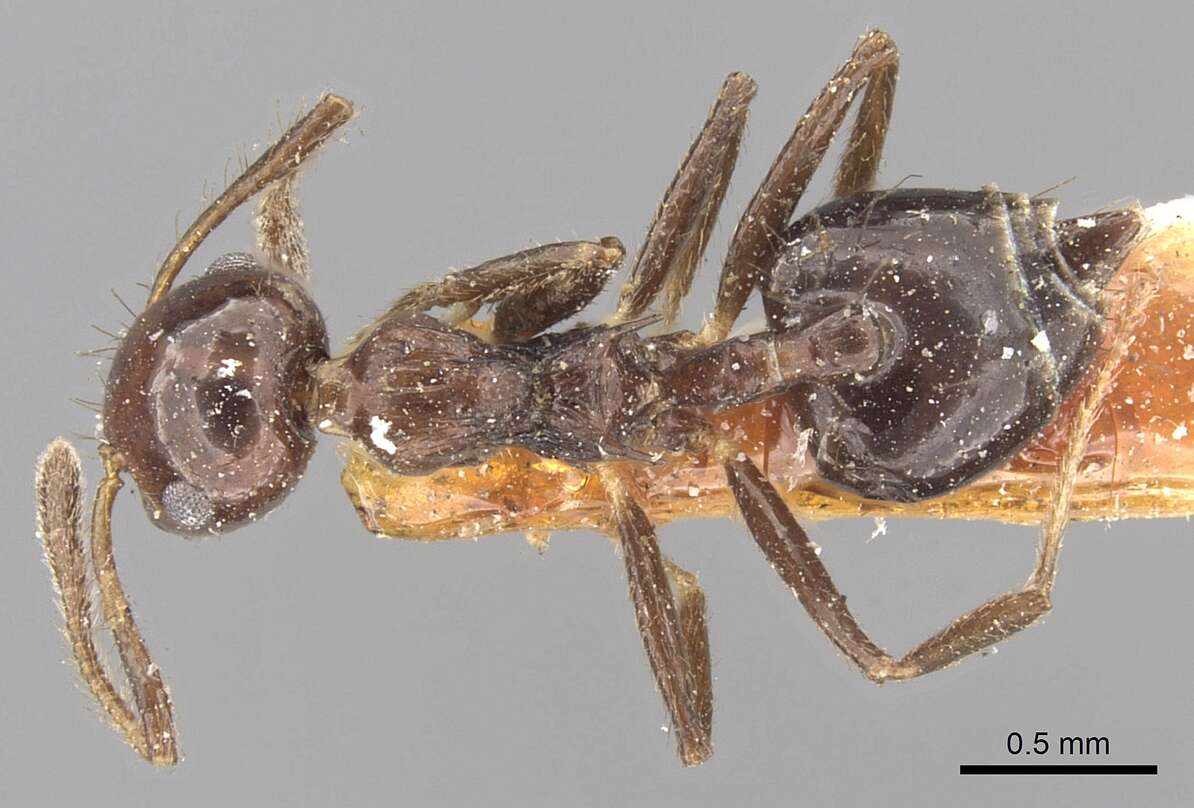 Image of Crematogaster nigropilosa Mayr 1870