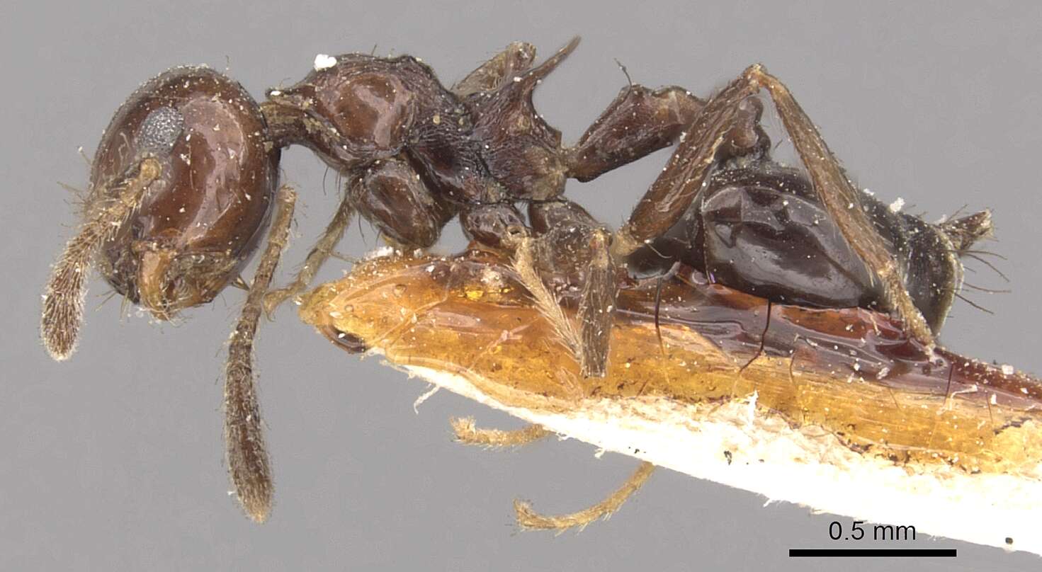 Image of Crematogaster nigropilosa Mayr 1870