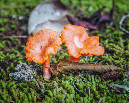 Image of Cinnabar-red Chanterelle