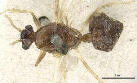 Image of Crematogaster limata Smith 1858