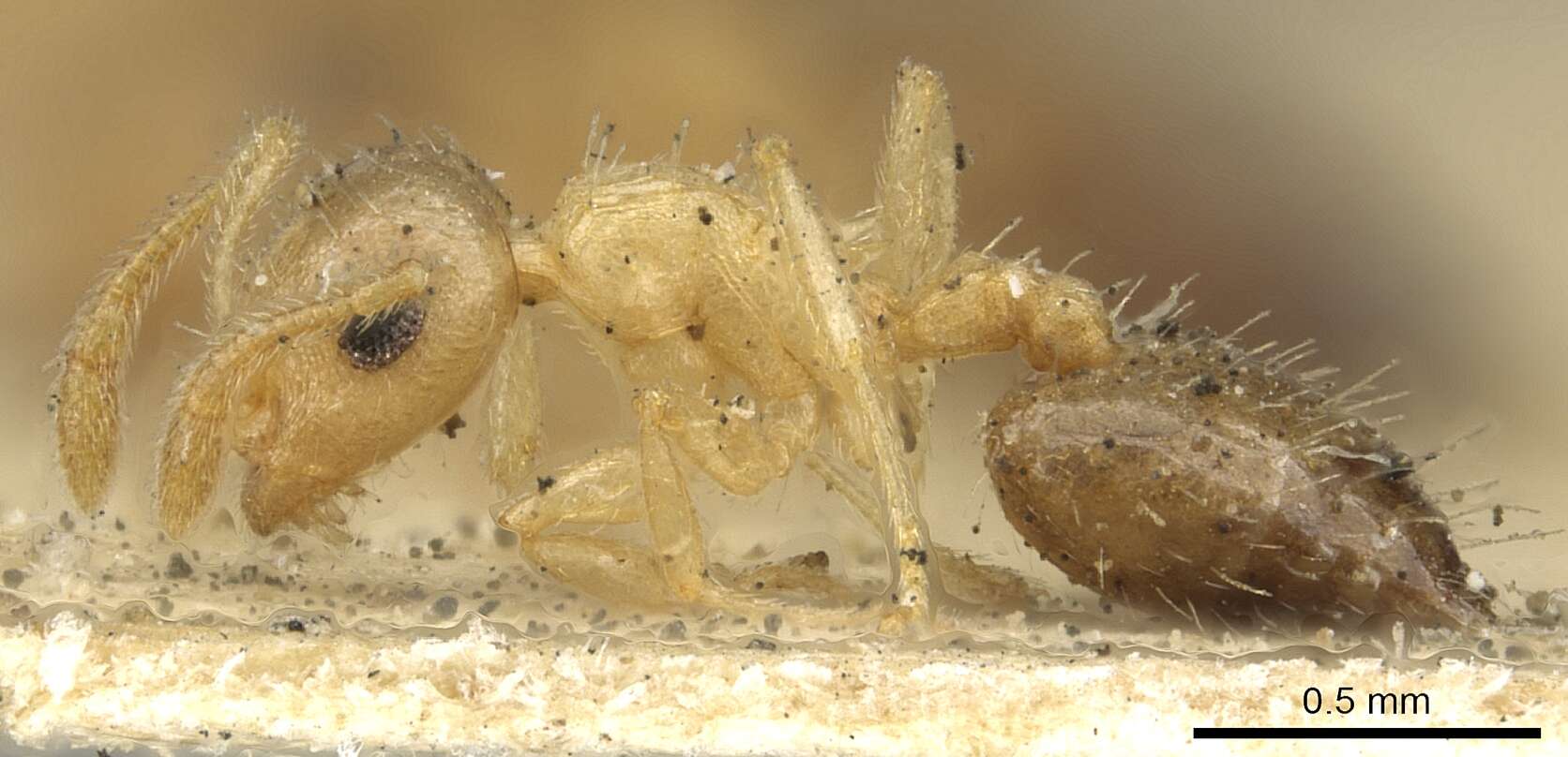 صورة Crematogaster victima Smith 1858