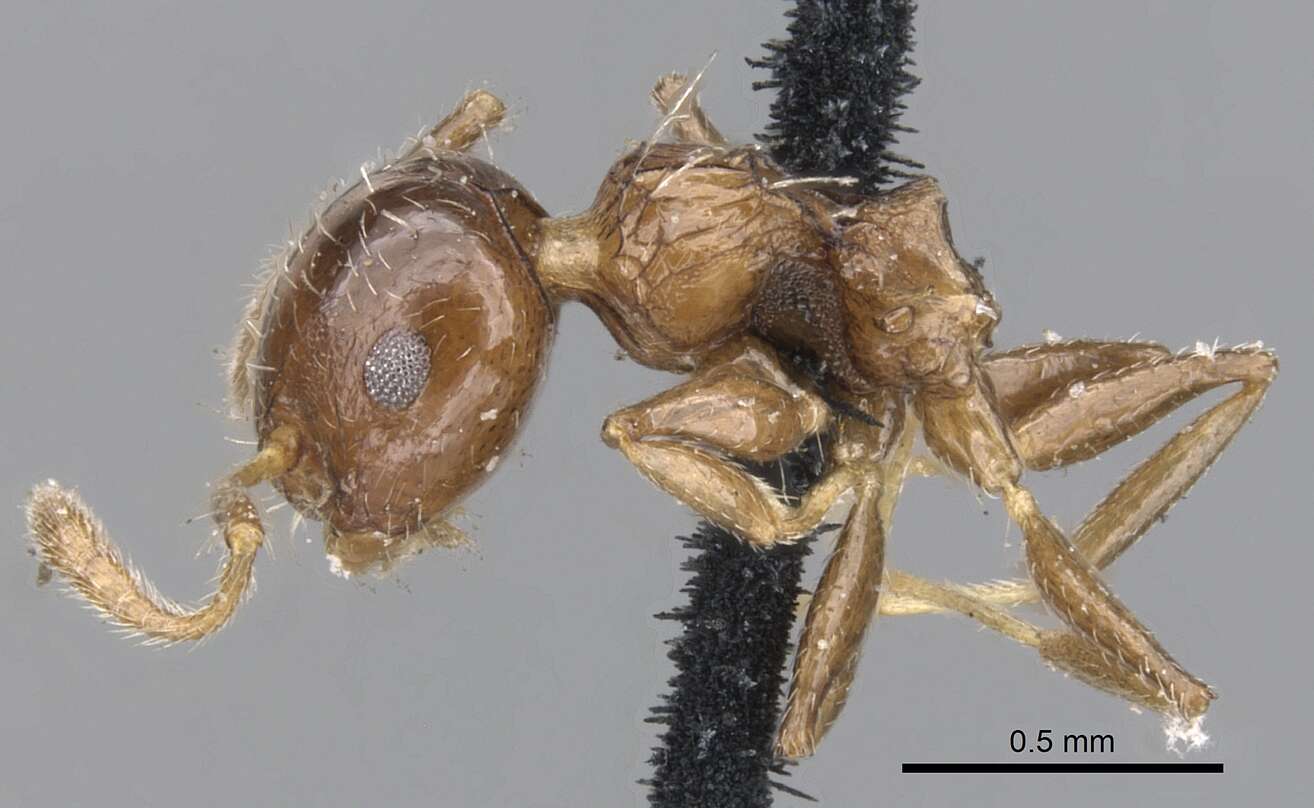 Image de Crematogaster