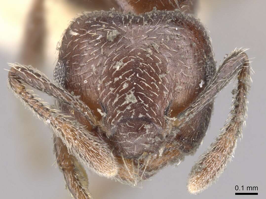 Image of Crematogaster crinosa Mayr 1862